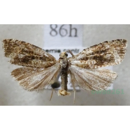 Celypha lacunana (Denis & Schiffermüller, 1775) Czech86h
